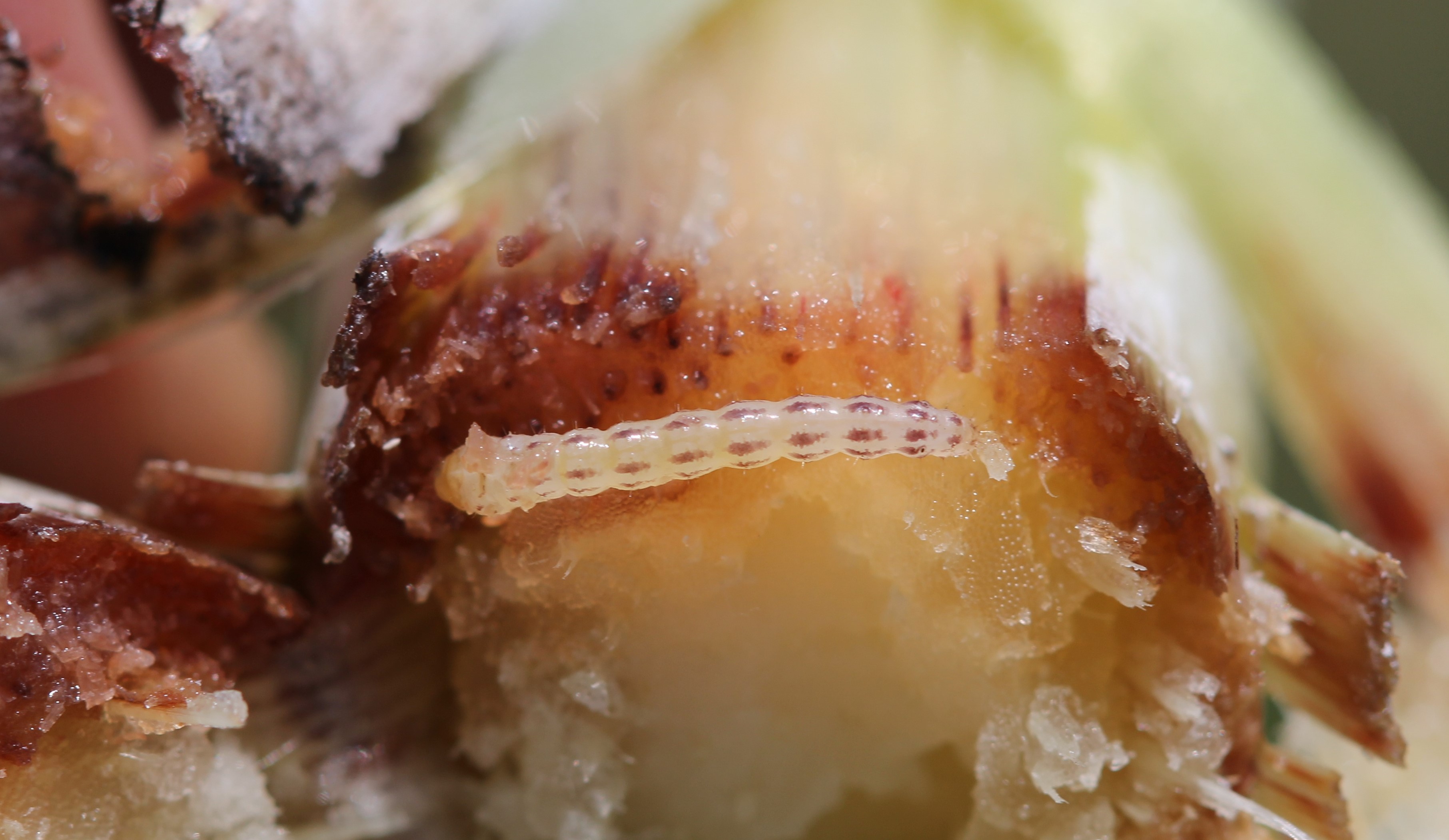 Combatting Invasive Insects in Sugarcane and Rice